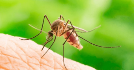 Como Acabar com os Mosquitos na Cozinha